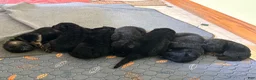 German Shepherd dogs for sale: German Shepherd Puppy 1 - Ad 6