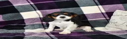 Cavalier King Charles Spaniel dogs for sale: Oliver - Ad 3
