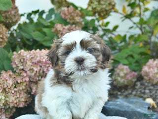 Shih Tzu dogs - Ad 41