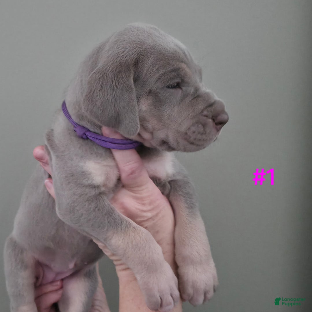 Great Dane dogs for sale: Great Dane Puppy 1 - Ad 3