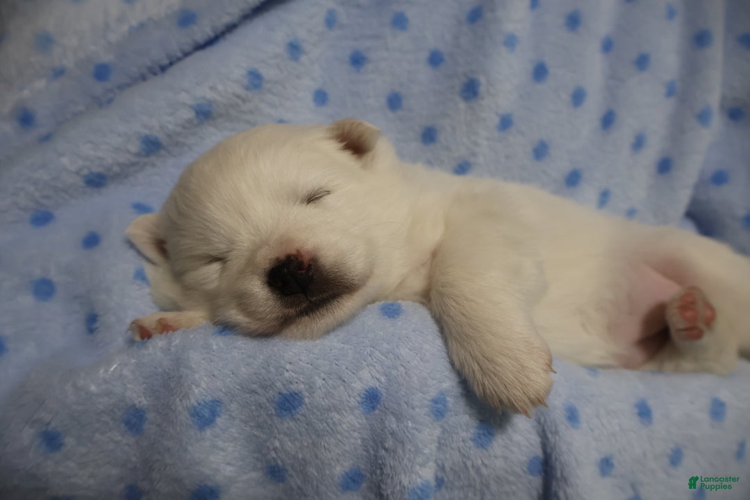 American Eskimo dogs for sale: Ivy - Ad 2