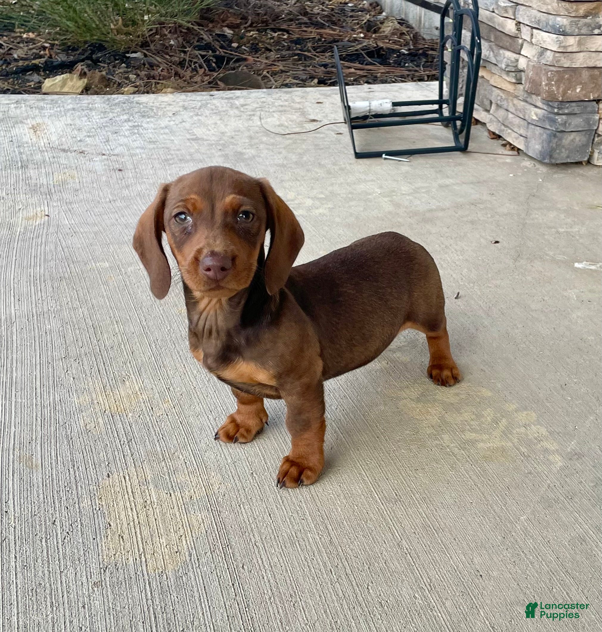 Miniature Dachshund dogs Davy - Ad 8
