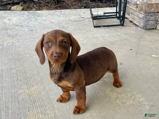 Miniature Dachshund dogs Davy - Ad 27