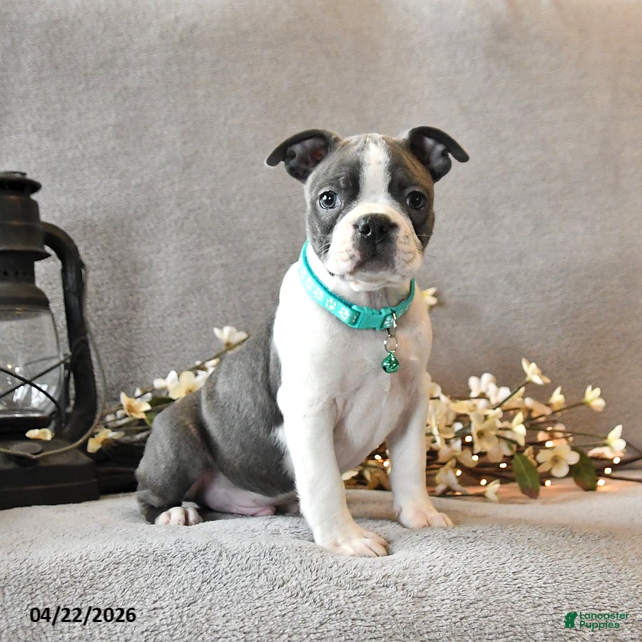 Boston Terrier dogs Romeo - Ad 1