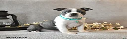 Boston Terrier dogs for sale: Romeo - Ad 1
