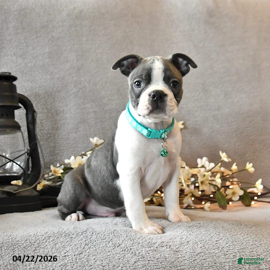Boston Terrier dogs for sale: Romeo - Ad 1