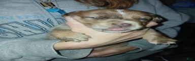 Mixed Breed 1