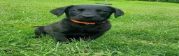 Labrador Retriever dogs for sale: Labrador Retriever Puppy 3 - Ad 2