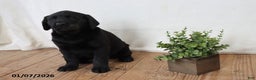 Labrador Retriever dogs for sale: Pumpkin - Ad 1