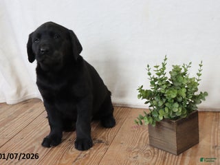 Labrador Retriever dogs Pumpkin - Ad 8