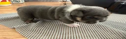 English Bulldog dogs for sale: Princess Peach - Ad 9