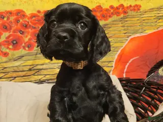 Cockapoo dogs Brown Boy - Ad 28