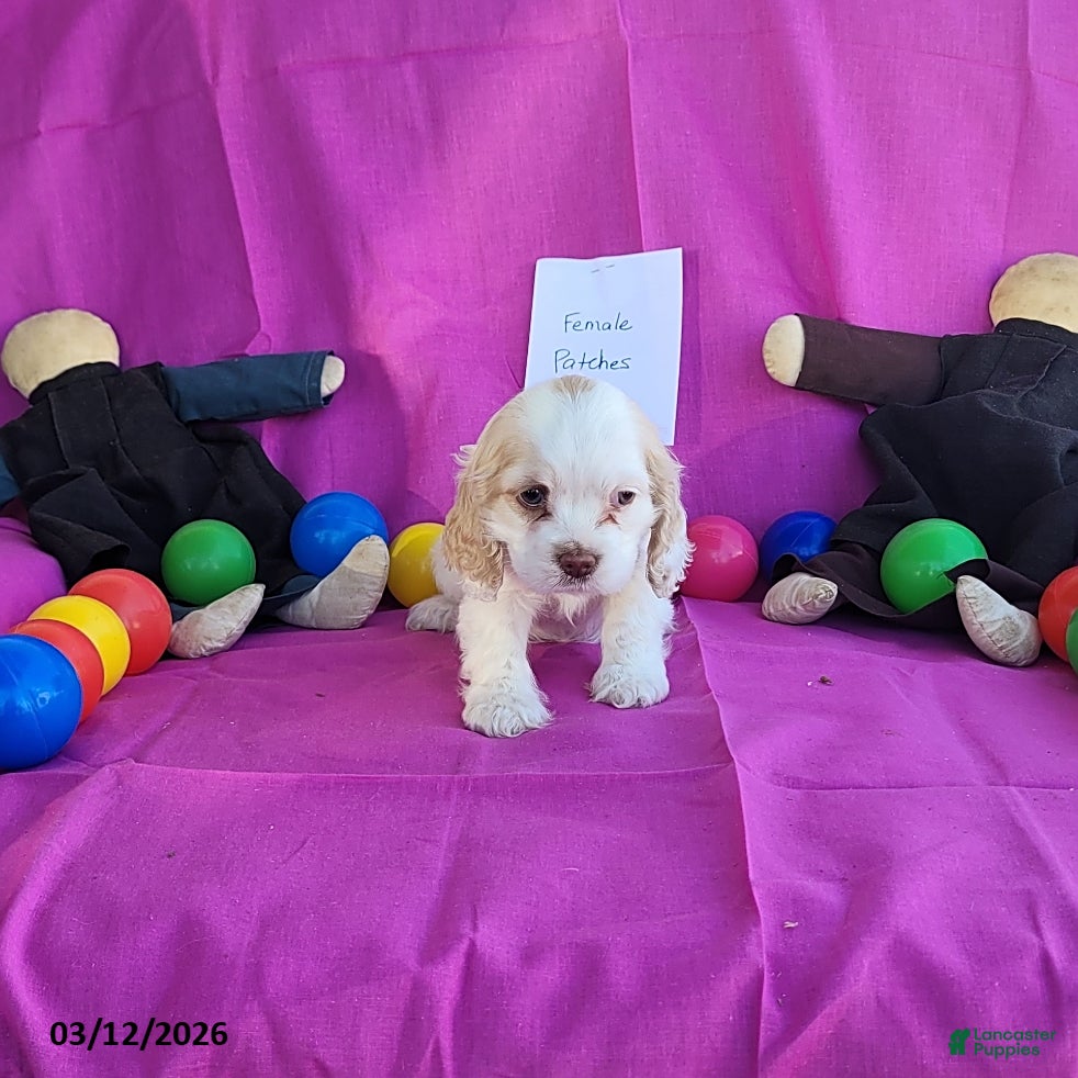 English Cocker Spaniel dogs Patches - Ad 2