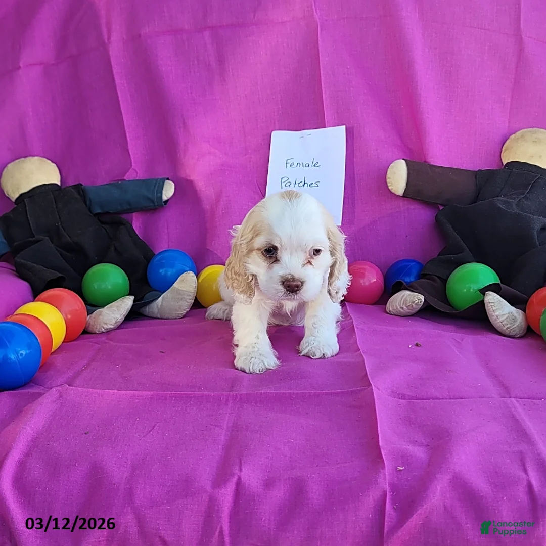 Cocker Spaniel dogs for sale: Patches - Ad 2
