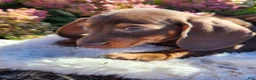 Miniature Dachshund dogs for sale: Cocoa - Ad 16