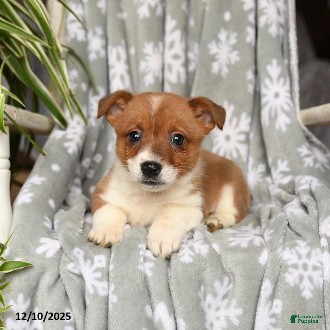 Welsh Corgi Pembroke dogs for sale: Crispy - Ad 2