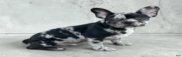 French Bulldog dogs for sale: Oreo - Ad 3