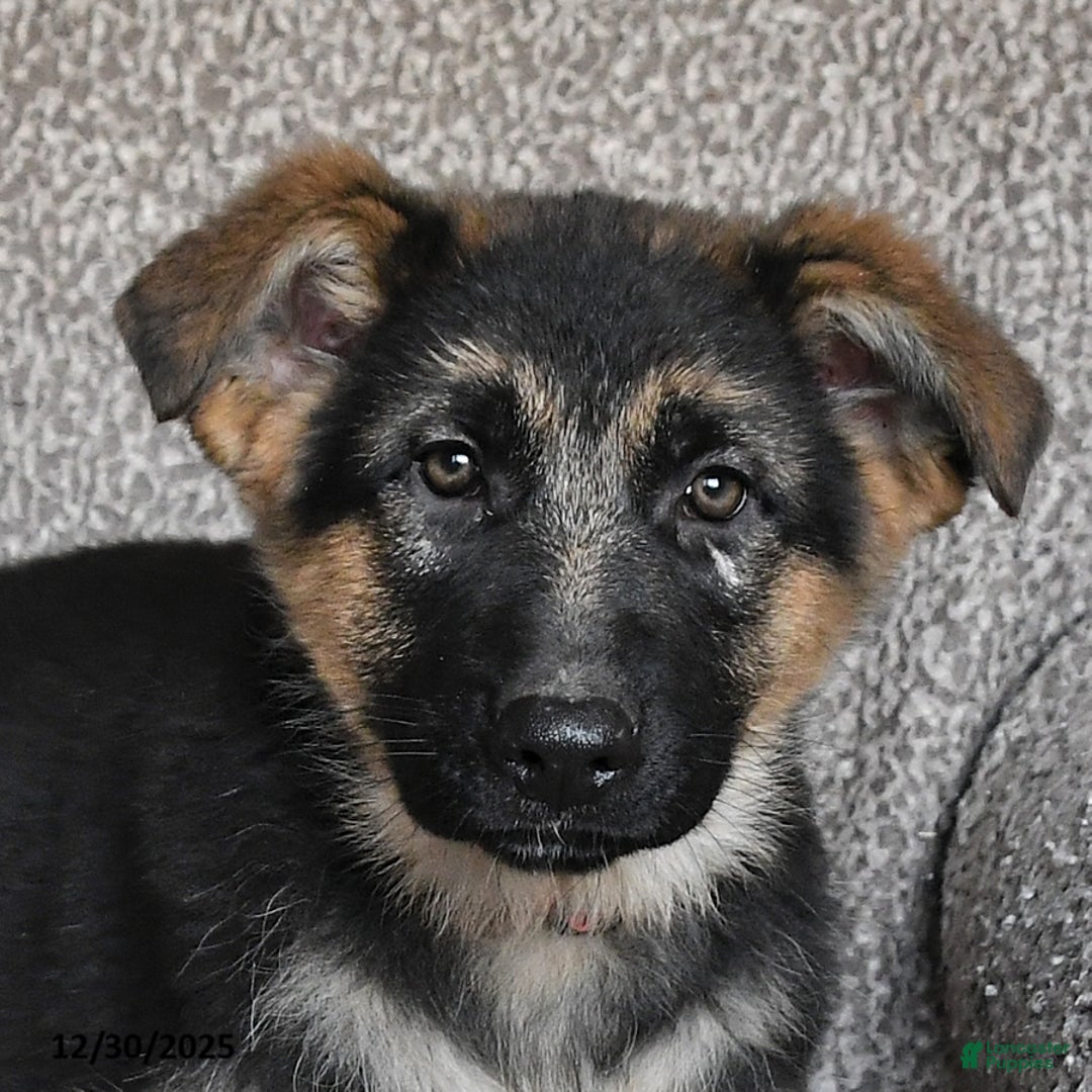 German Shepherd dogs for sale: Skyler - Ad 5