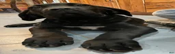 Cane Corso dogs for sale: Cane Corso 1 - Ad 2