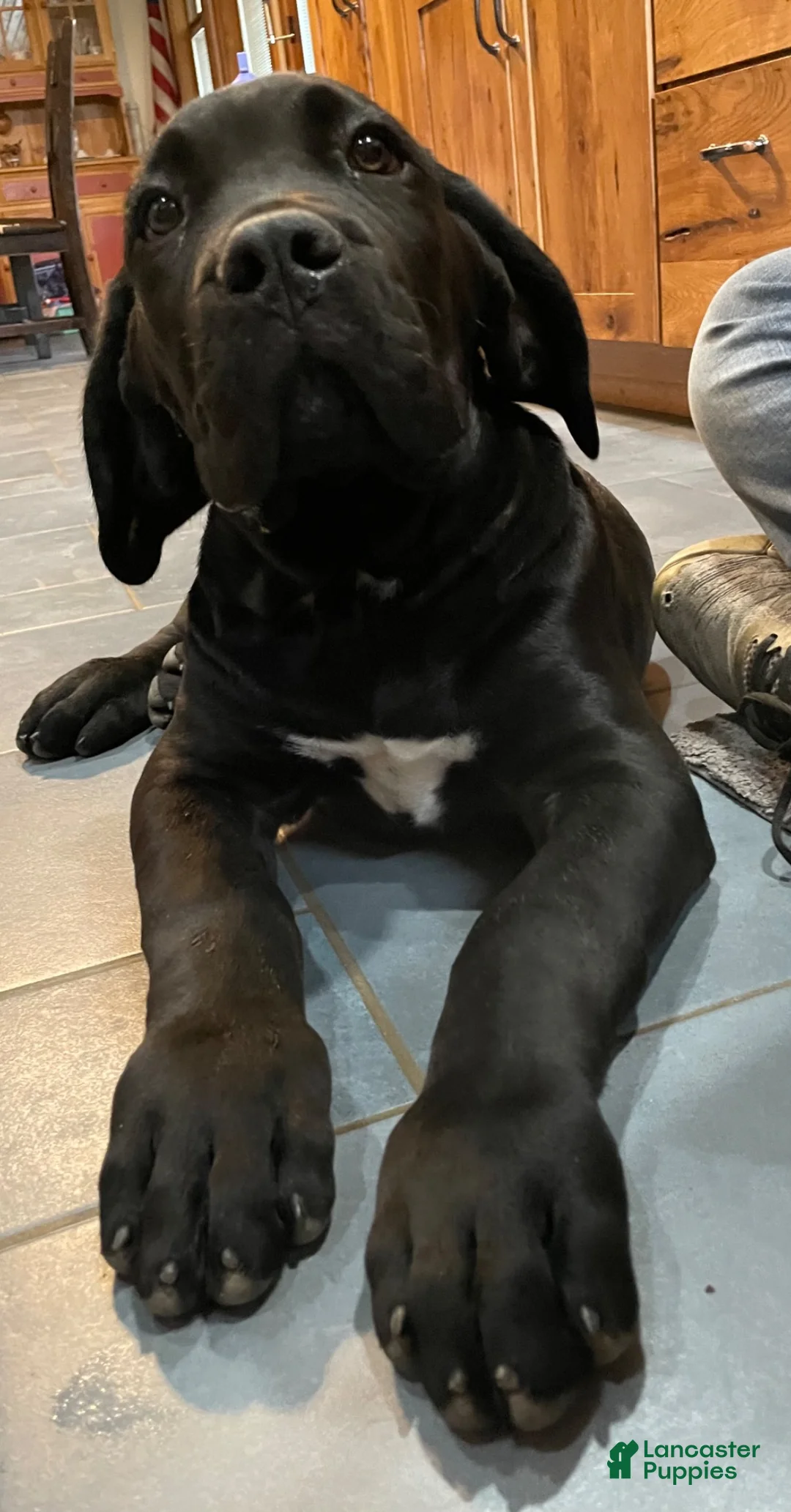 Cane Corso dogs for sale: Cane Corso 1 - Ad 2