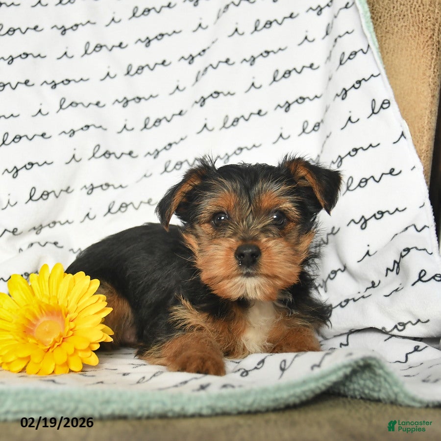 Yorkiepoo dogs Rhett - Ad 2