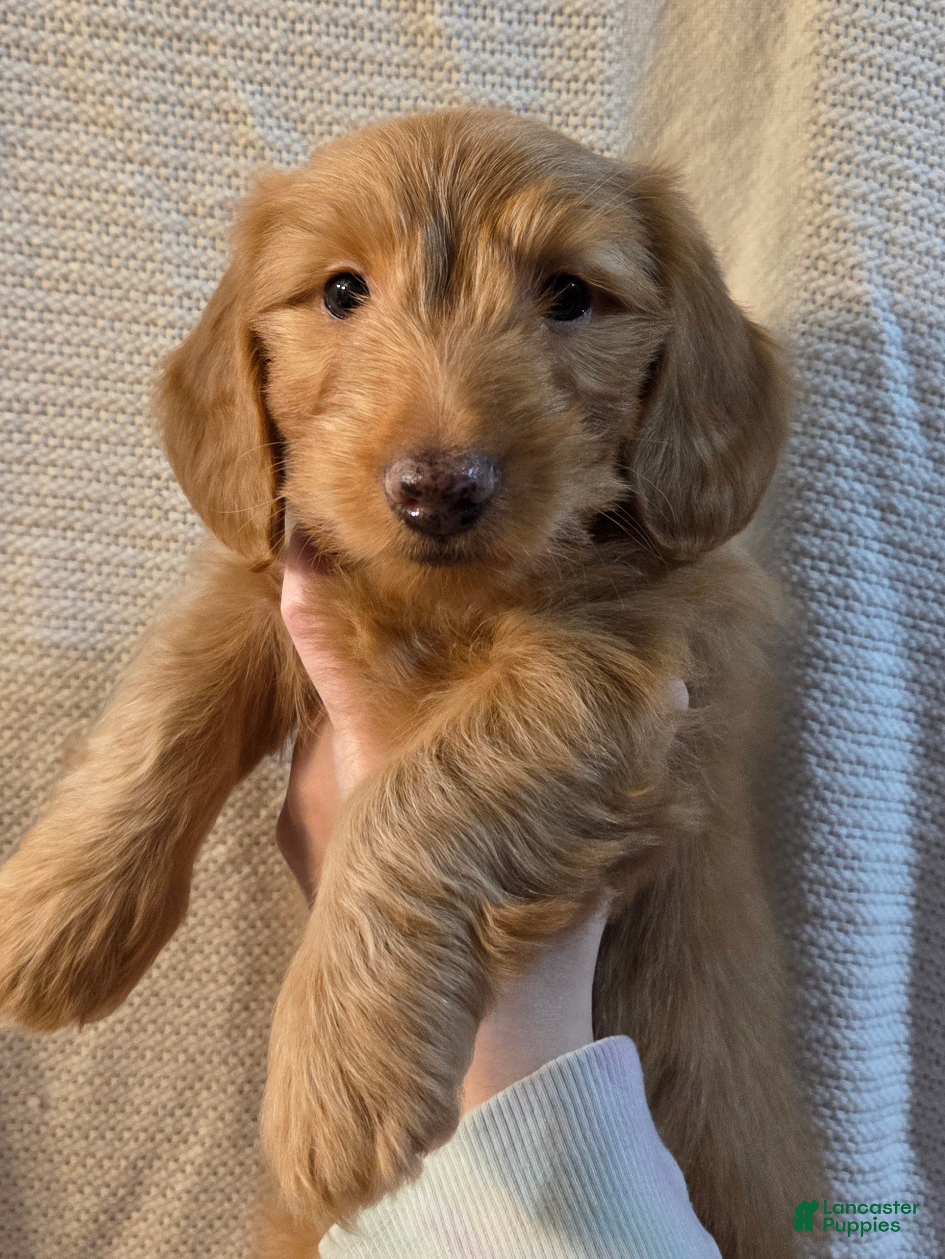 Miniature Dachshund dogs Miniature Dachshund Puppy 3 - Ad 25