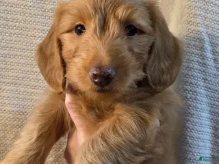 Miniature Dachshund dogs Miniature Dachshund Puppy 3 - Ad 25