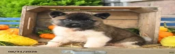Akita dogs for sale: Ned - Ad 4