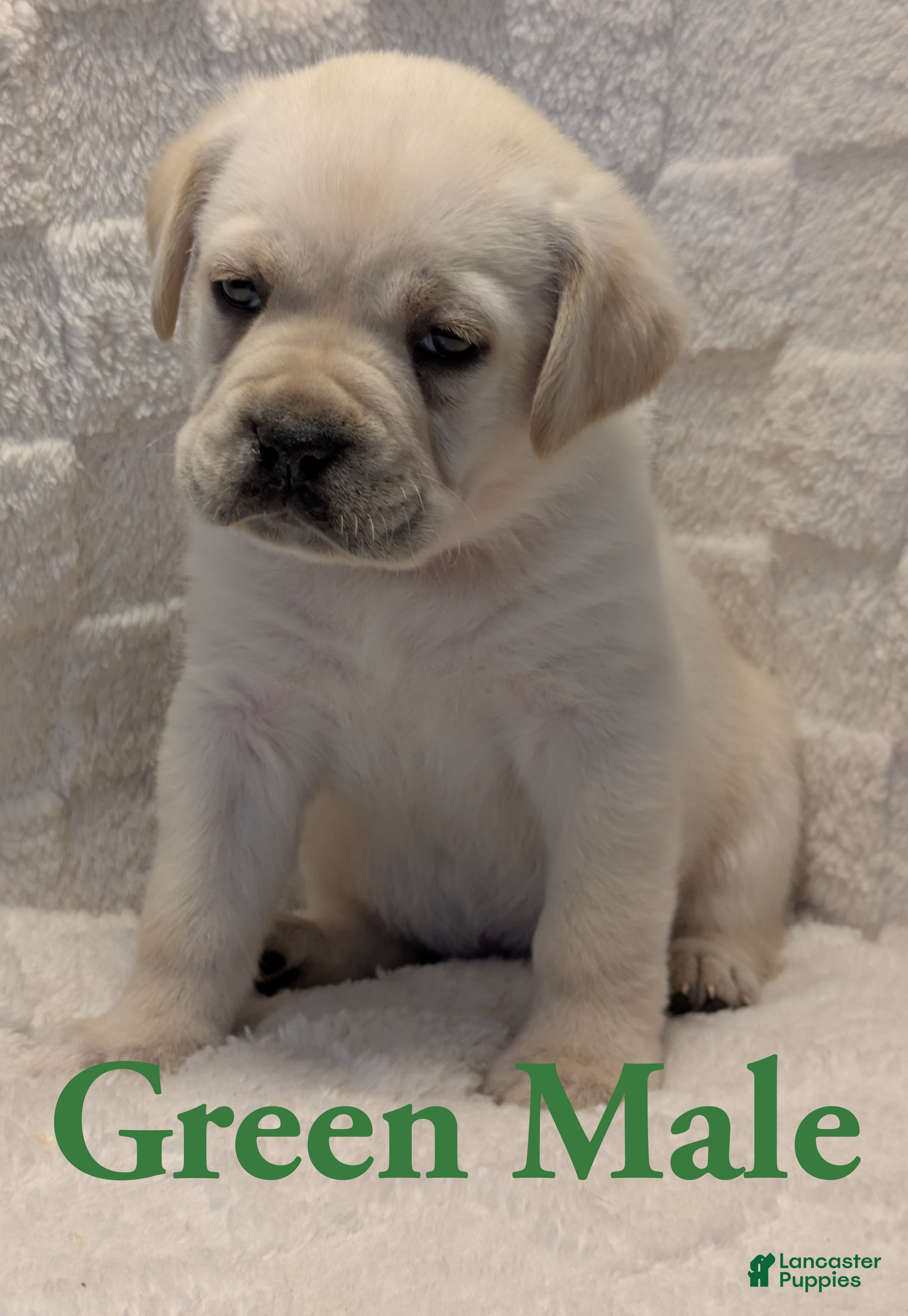 Cane Corso dogs Green  - Ad 11