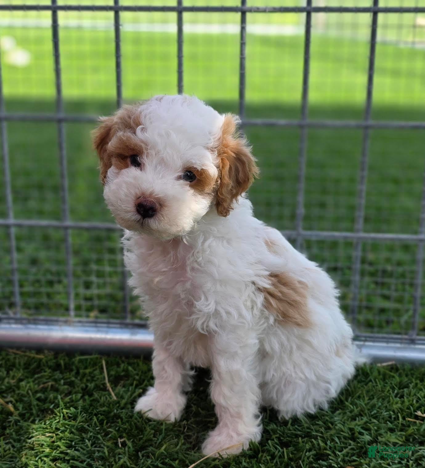 Miniature Poodle dogs Garfield Miniature Poodle Puppy  - Ad 1
