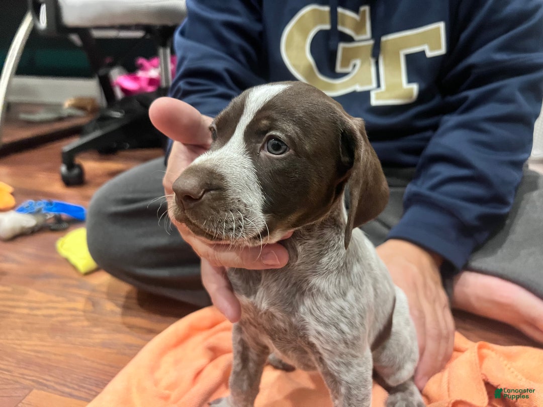 Mixed Breed dogs for sale: Mixed Breed Puppy 5 - Ad 1