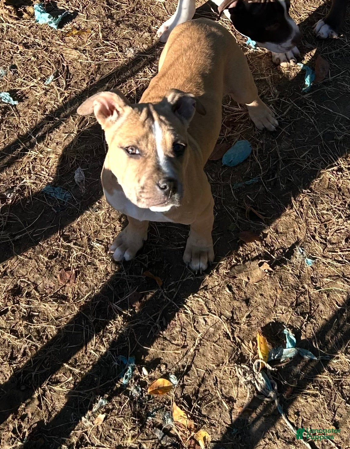 American Bully dogs for sale: Princess  - Ad 2