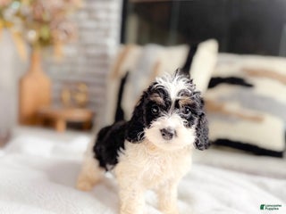 Cockapoo dogs - Ad 12