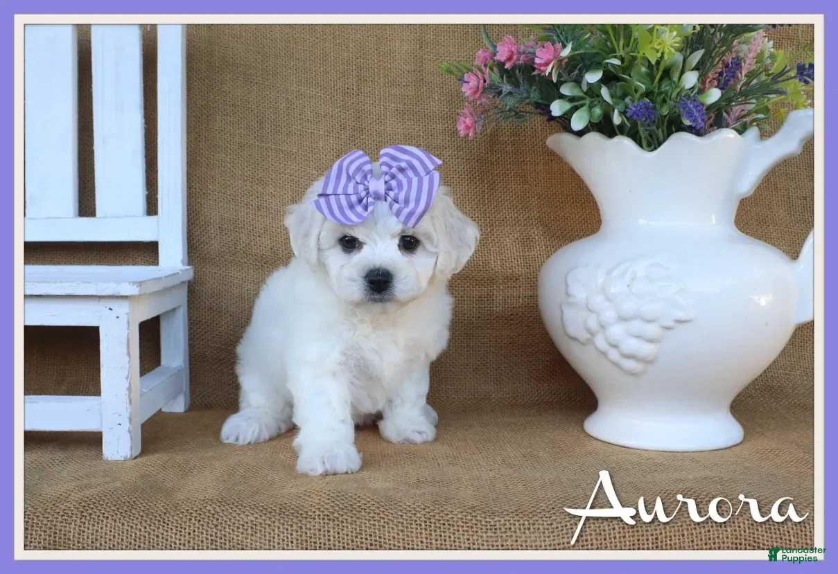 Bichon Frise dogs Aurora  - Ad 1