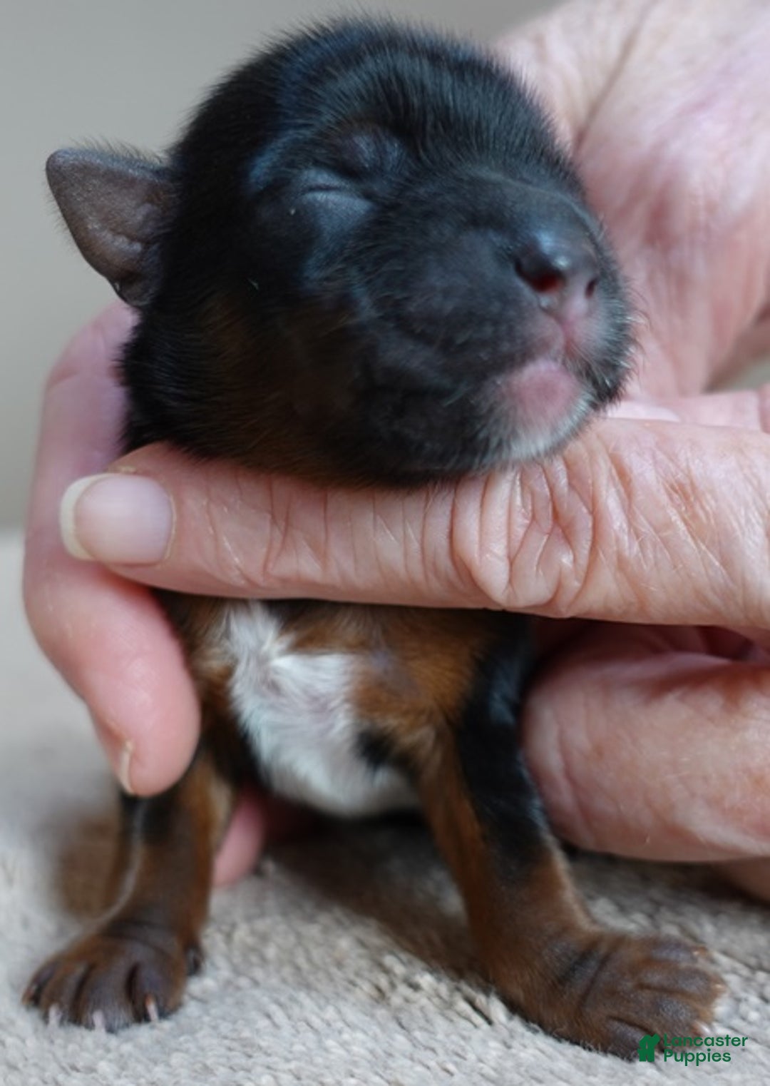 Yorkshire Terrier dogs for sale: Taj  - Ad 1