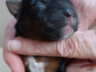 Yorkshire Terrier dogs Taj - Ad 19