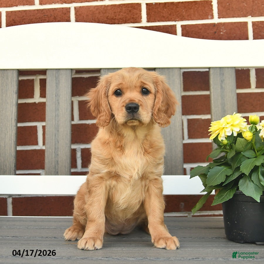 Miniature Golden Retriever dogs Lydia - Ad 1