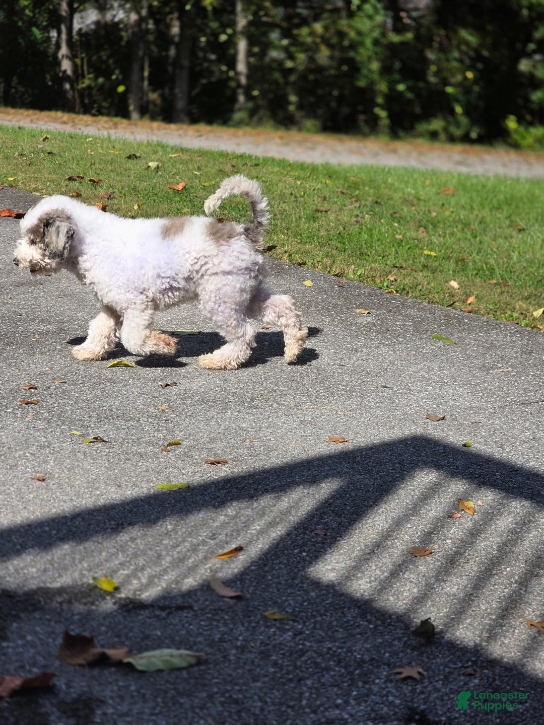 Mixed Breed dogs for sale: Happy  - Ad 3