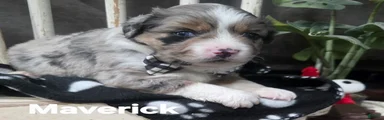Mini Australian Shepherd 3