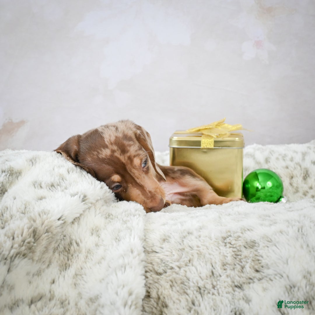 Miniature Dachshund dogs for sale: Max - Ad 7