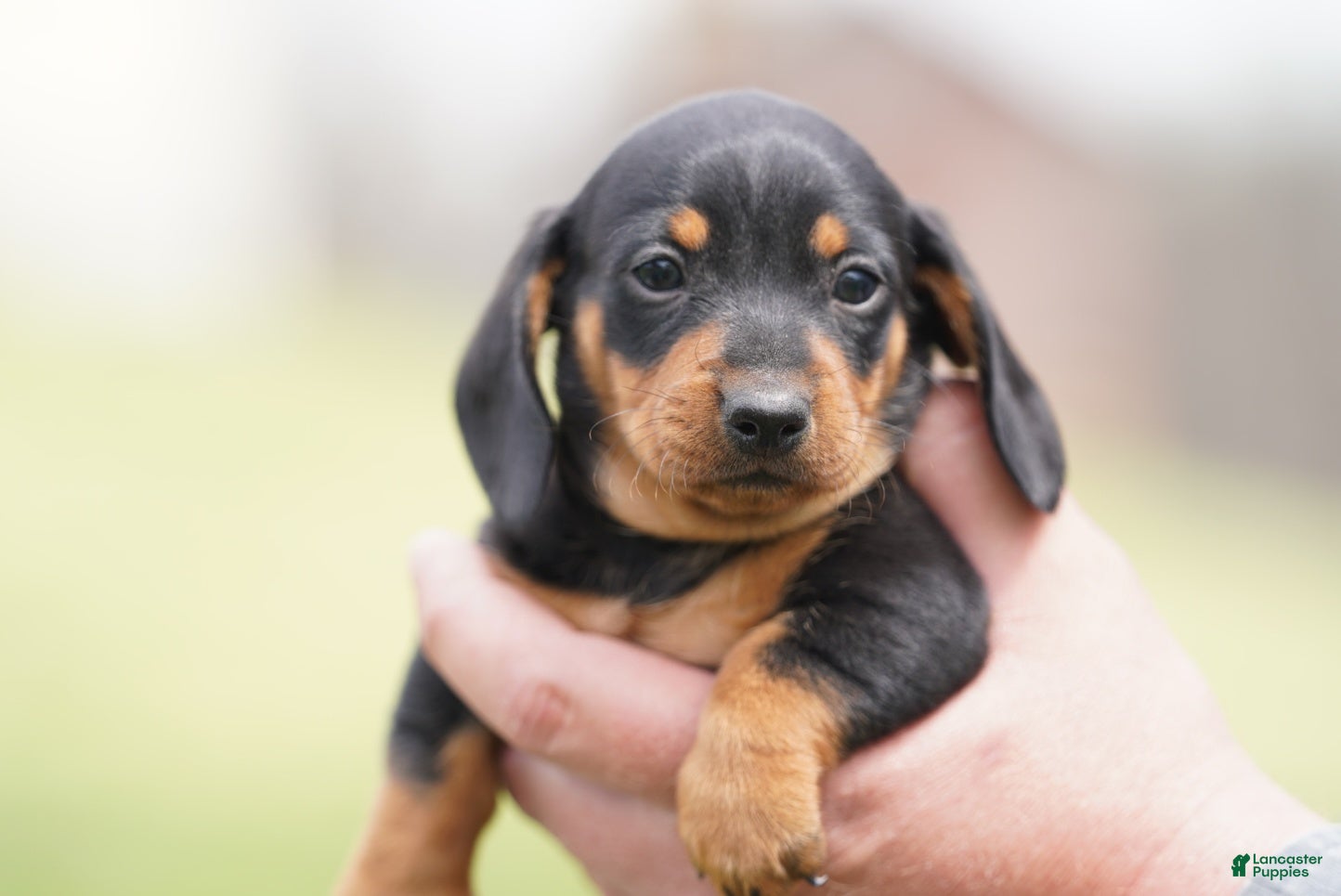 Miniature Dachshund dogs Stanley - Ad 2