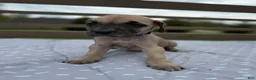 Great Dane dogs for sale: Ditalini (Purple) - Ad 3