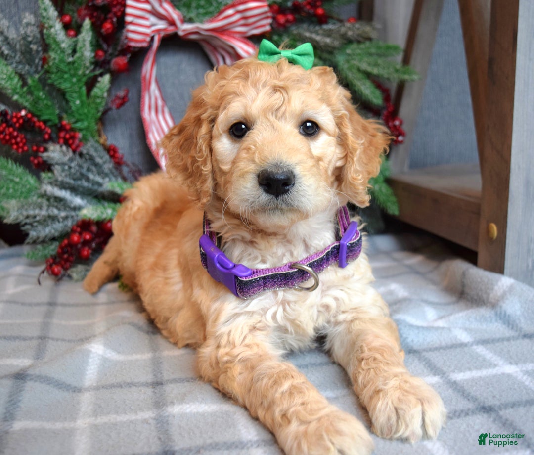 Goldendoodle dogs for sale: Penny - Ad 5