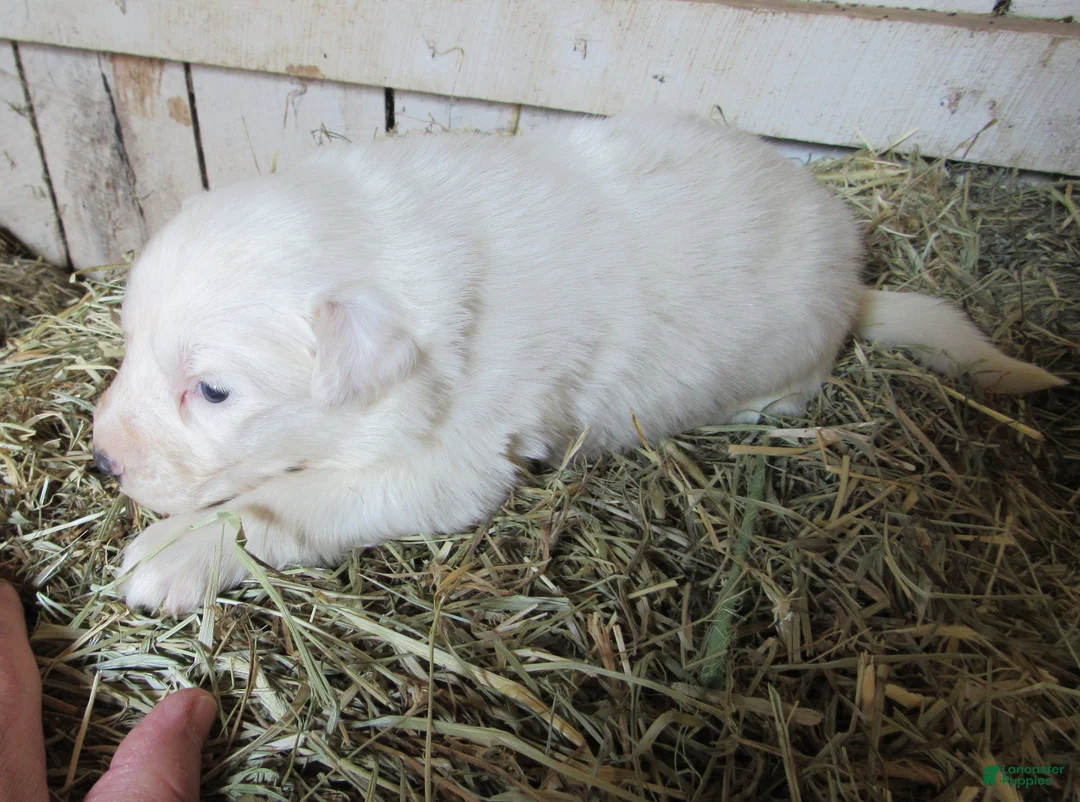 Great Pyrenees dogs for sale: Great Pyrenees Puppy Purple Color - Ad 1