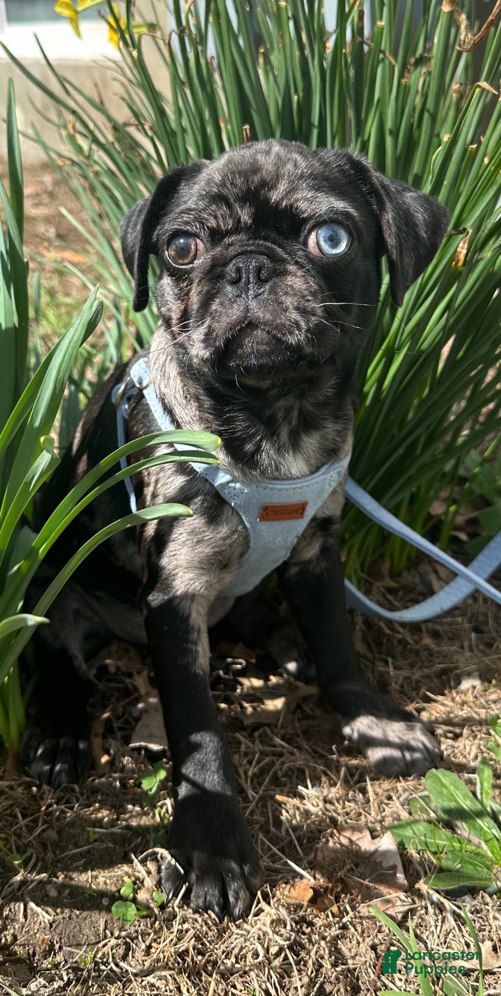 Pug dogs Rambo - Ad 6