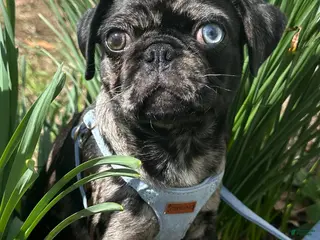 Pug dogs Rambo - Ad 6