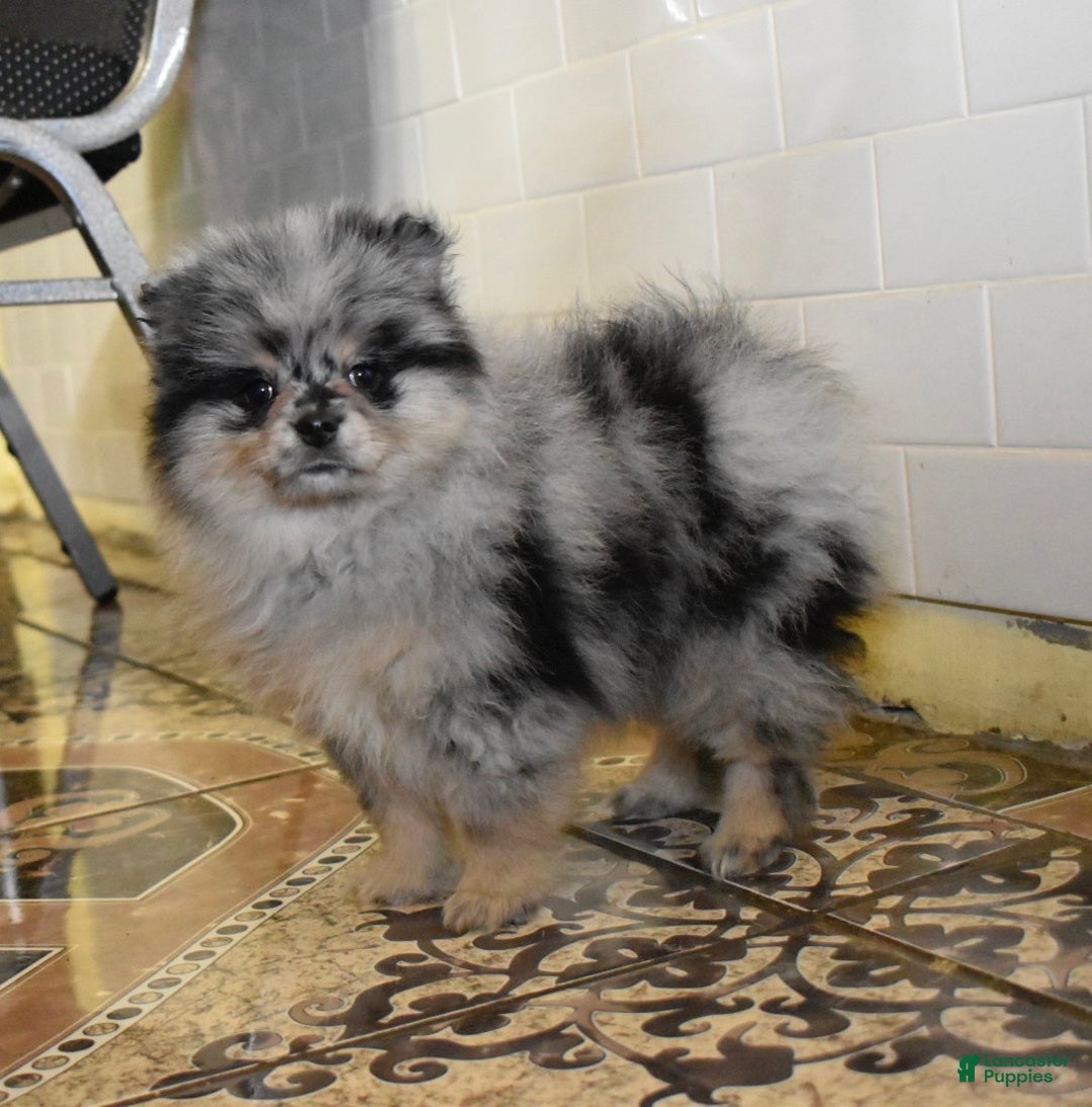 Pomeranian dogs for sale: Luigi blue Merle tan puppy - Ad 5