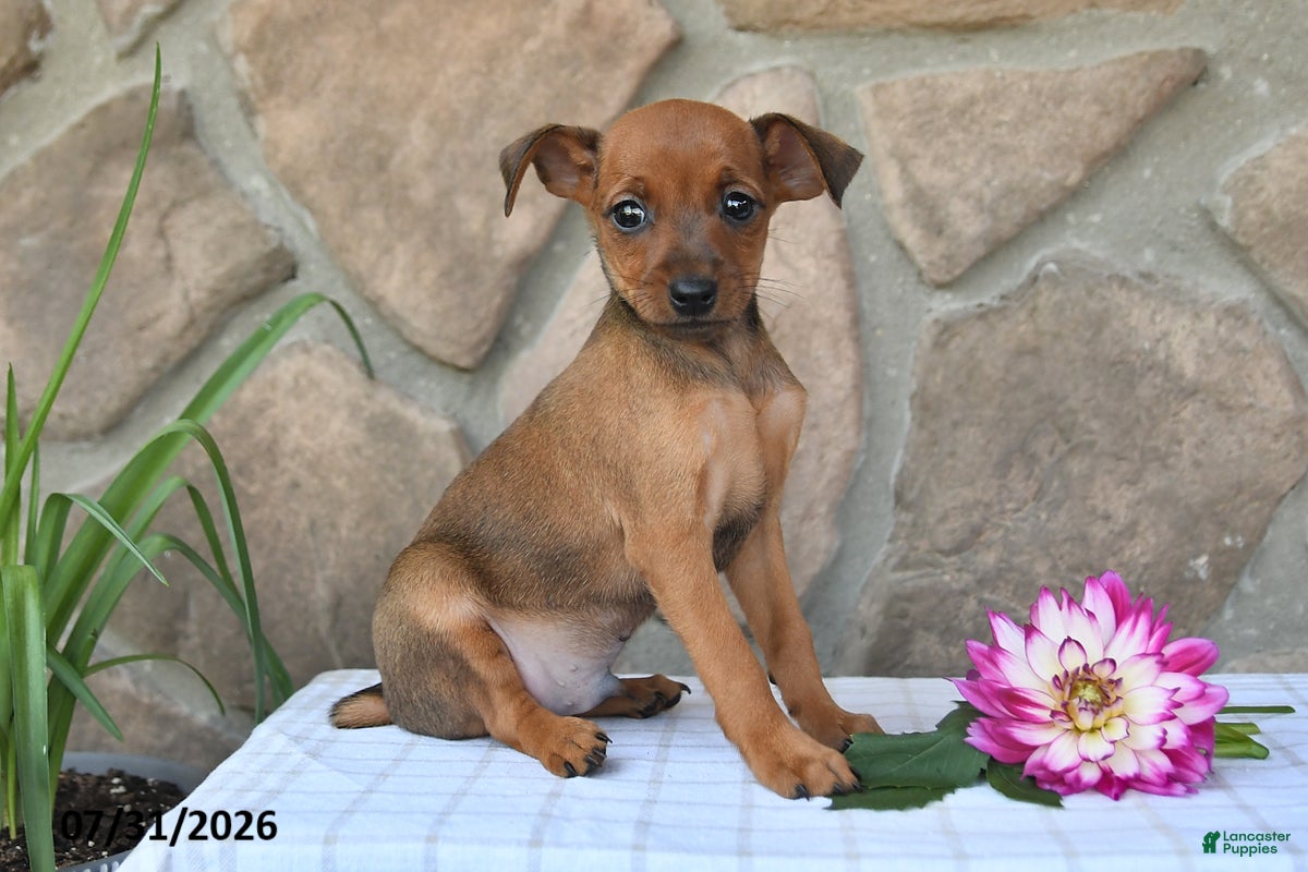 Miniature Pinscher dogs Tyson - Ad 1