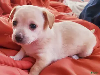 Chiweenie dogs Chiweenie Puppy 4 - Ad 5