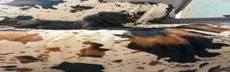 Great Dane dogs for sale: Brisket - Ad 7